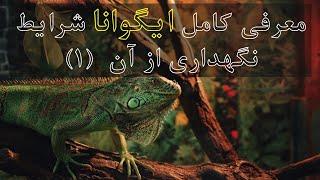 معرفی کامل ایگوانا    Iguana و خصوصیات و شرایط نگهداری از آن  قسمت اول