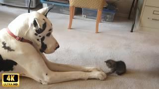 Dogs who love their kitten since the moment they met – Cats and Dogs Friendship