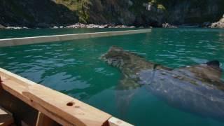 Basking Sharks