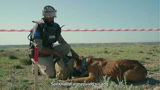 This is not a game! Part I (Mine Detection Dogs)