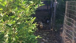 Permaculture Orchard Tour Part 1: The Poultry Run