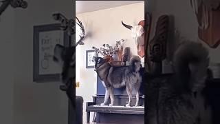 Husky plays the piano and also sings 