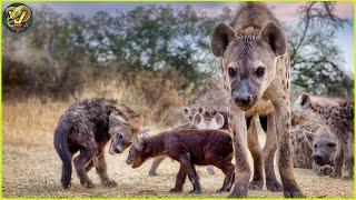 Spotted Hyenas: Nature’s Most Ruthless Scavengers in Action | Animal Fighting