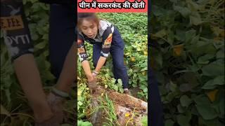 Sweet Potato Farming in China चीन में सकरकंदी की खेती कैसे होती है #farming sweet Potato #shorts