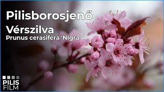 Pilisborosjenő | Vérszilva | Prunus cerasifera 'Nigra' | 4K