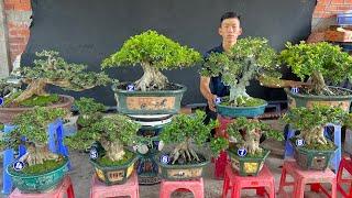 Cây bonsai đẹp #0975282803 Hoàng Tấn 19/3 chào bán Mai Chiếu Thủy, Linh Sam, Nguyệt Quế