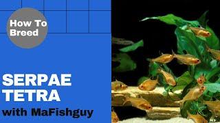 How To Breed Serpae Tetras-MAFishGuy