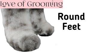 How to trim round paws on a large curly coated dog