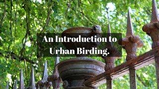 An Introduction to Urban Birding