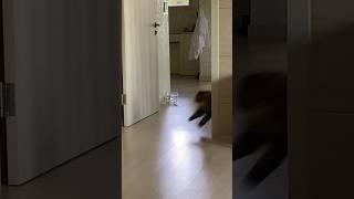 다묘가정의 흔한 뒷발팡팡 #고양이일상