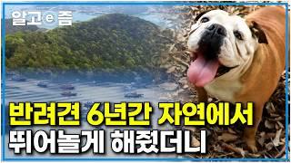 강아지 시절부터 등산 6년 차! 집 주변 바다와 산을 누비며 자연견의 삶을 즐기는 잉글리쉬 불독｜한국기행｜알고e즘