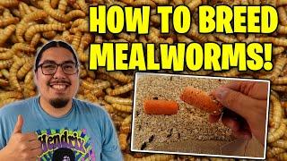 How To Breed Mealworms! Mealworm Farming 101