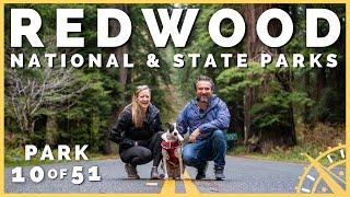 🪄 Redwood NP: Magical, Mystical Trees, & So Much More! | 51 Parks with the Newstates