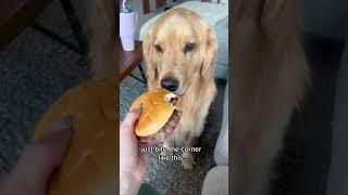 still learning what a small bite is  #goldens #dog #cutegolden #pets #foodie #smallbites