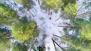 Парковский лес г о  Орехово Зуево