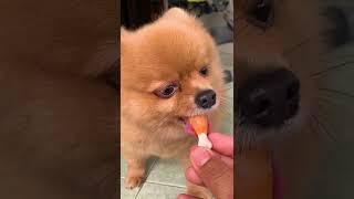 Cute and adorable dog || Katie is enjoying her snack #shorts