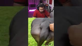 تضحك تخسر  خد تعال هنا 