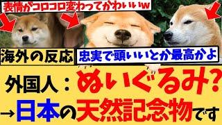 [Overseas Reactions] The Shiba Inu, a Japanese native and protected natural treasure, has been at...