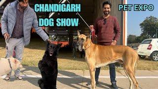 CHANDIGARH DOG SHOW 2024 | WHITE GERMAN SHEPHERD IN CHANDIGARH PET EXPO