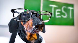 Final Examination! Cute & funny dachshund dog video!