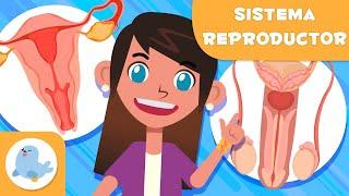 SISTEMA REPRODUCTOR FEMENINO y MASCULINO  Ciencias para niños