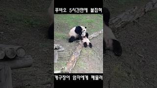 푸바오 5시간 대치끝에 엄마에게 깨물려 호송중 #Shorts