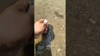 Momen Melepaskan Ikan Hampala #mancing #menagkapikan #fishing #trending#viralvideo