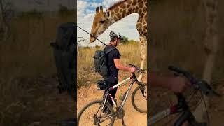 Man riding bike encounters a curios giraffe...