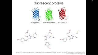 Fluorophore Types & Labeling Methods