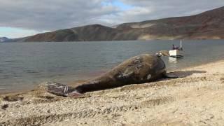 Chukotka.russia