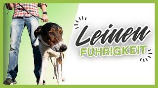 LEINENFÜHRIGKEIT ▶︎ 3 einfache Tipps wie es dein Hund schnell lernt