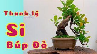 Thanh lý Si Búp Đỏ Bonsai trực huyền co lắc nghệ thuật,cây già hết kẽm,tàn mịn lộc đỏ