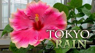 Flowers of Late summer in TOKTO. Summer has come to an end and autumn is already upon us.#4K