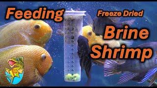 Tank Tip- Feeding FD Brine Shrimp, a Natuaral Aquarium Wonder Food