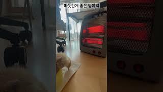 난로 앞에서 자는 병아리 11일차 #마트유정란