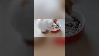 Food is not given to anyone. #cats #cat #sevda #catvideos #pets #sevgi #funny #huzunlu #animals