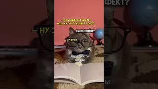 Ностальгия @kotiynet #школакотиков #kotiynet