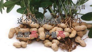 用这个方法，花生品质高，产量高【付老师种植技术团队官方频道】