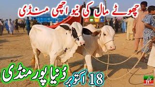 Duniya Pur Cow Mandi || Sahiwal Cholistani Cow Mandi || Cow Mandi 2024 || Chand TV Punjab Farming