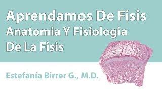 Anatomia Y Fisiologia De La Fisis