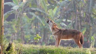 Fox Sound--5 Minute Jackal Sound--Sheyal er Dak--Golden Jackal Howling -Jackal Call- Fox call