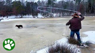 Cowboy saves calf with incredible lasso throw