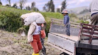 Así es como se carga y se cava la papa en los páramos de Quero / Tungurahua