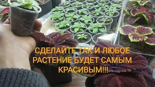 ПОСМОТРИТЕ И ВЫ ВЫРАСТИТЕ САМУЮ КРАСИВУЮ АМП.ПЕТУНИЮ!!! ВСЁ ПОДРОБНО О ПОДКОРМКАХ!!!