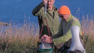 Big Enough for the Laundry Basket | The #RoyalCam Chick Gets a Health Check & Update On Chick's Sex