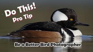 Shooting the angles, perfecting shallow depth of field Bird photography - Pro Tips