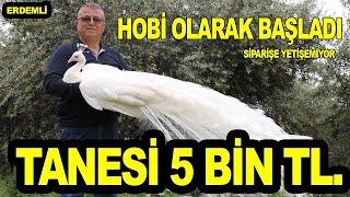 TANESİ 2 BİN TL. SİPARİŞE YETİŞEMİYOR