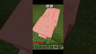 Funny pig trying to push me 