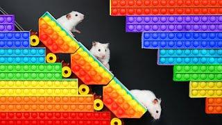 DIY Hamster Maze | Pop It Challenge