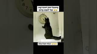 Kucing lucu dan pintar